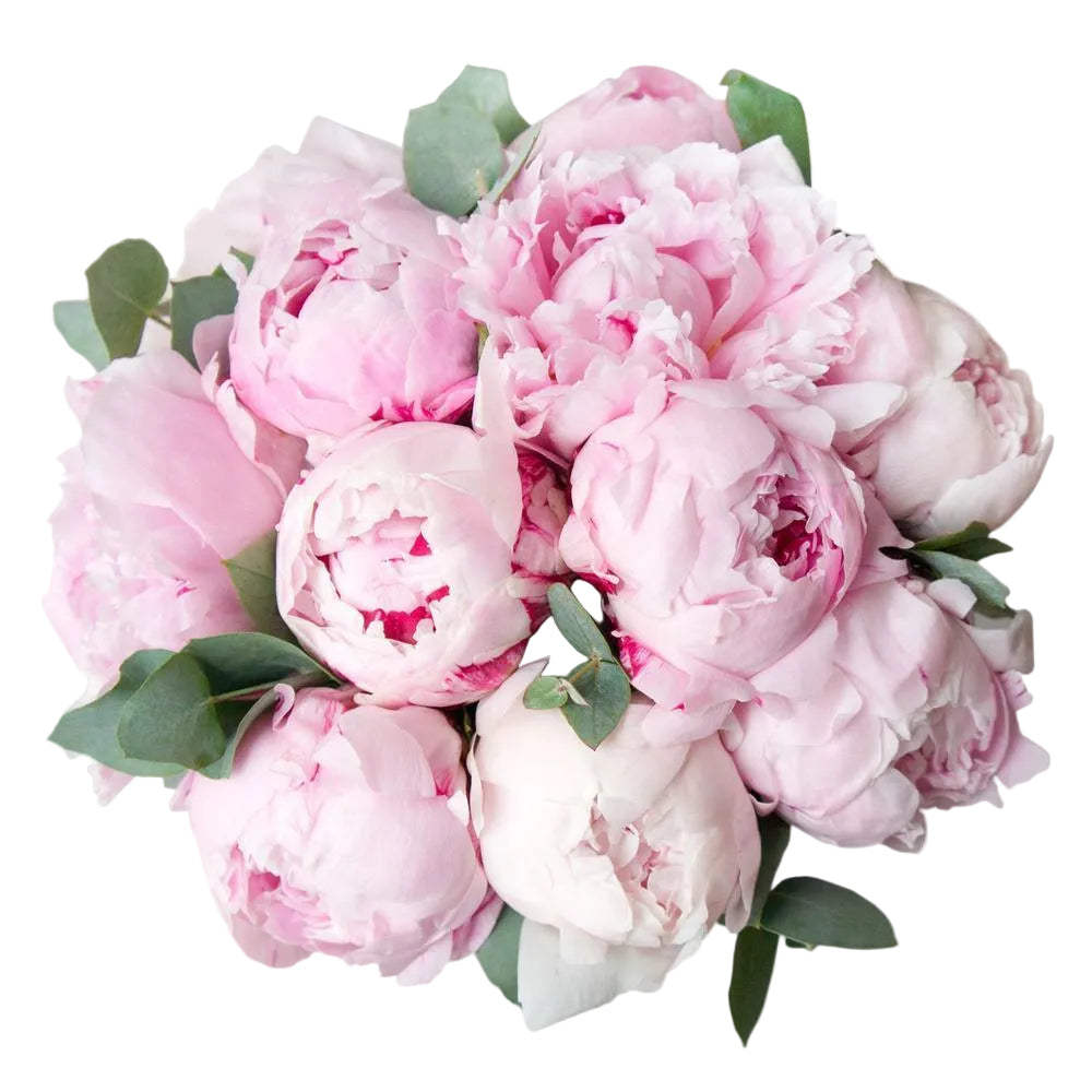 Luxury Peonies Bouquet with Eucalyptus