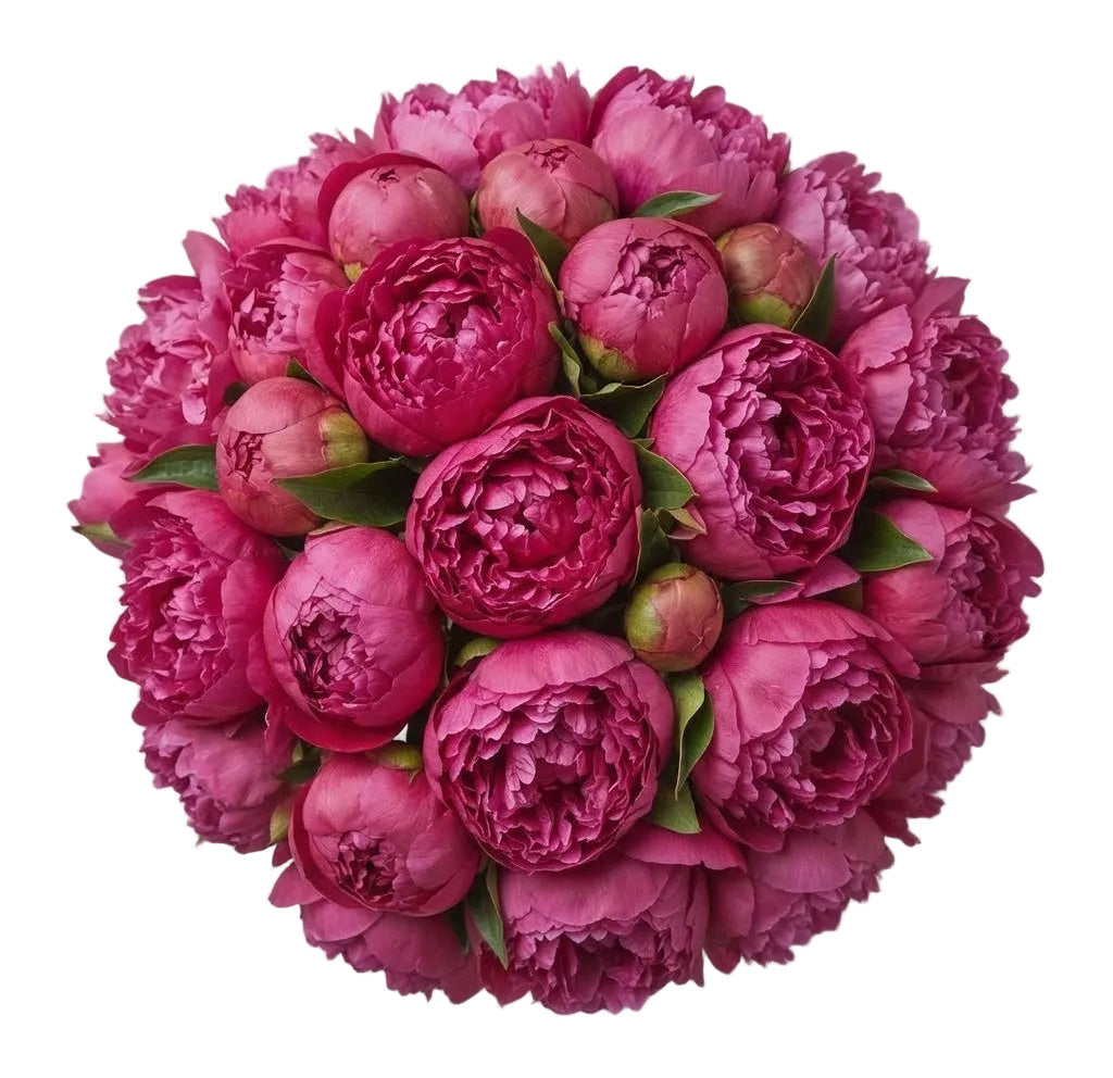 Luxury Cerise Peonies Bouquet