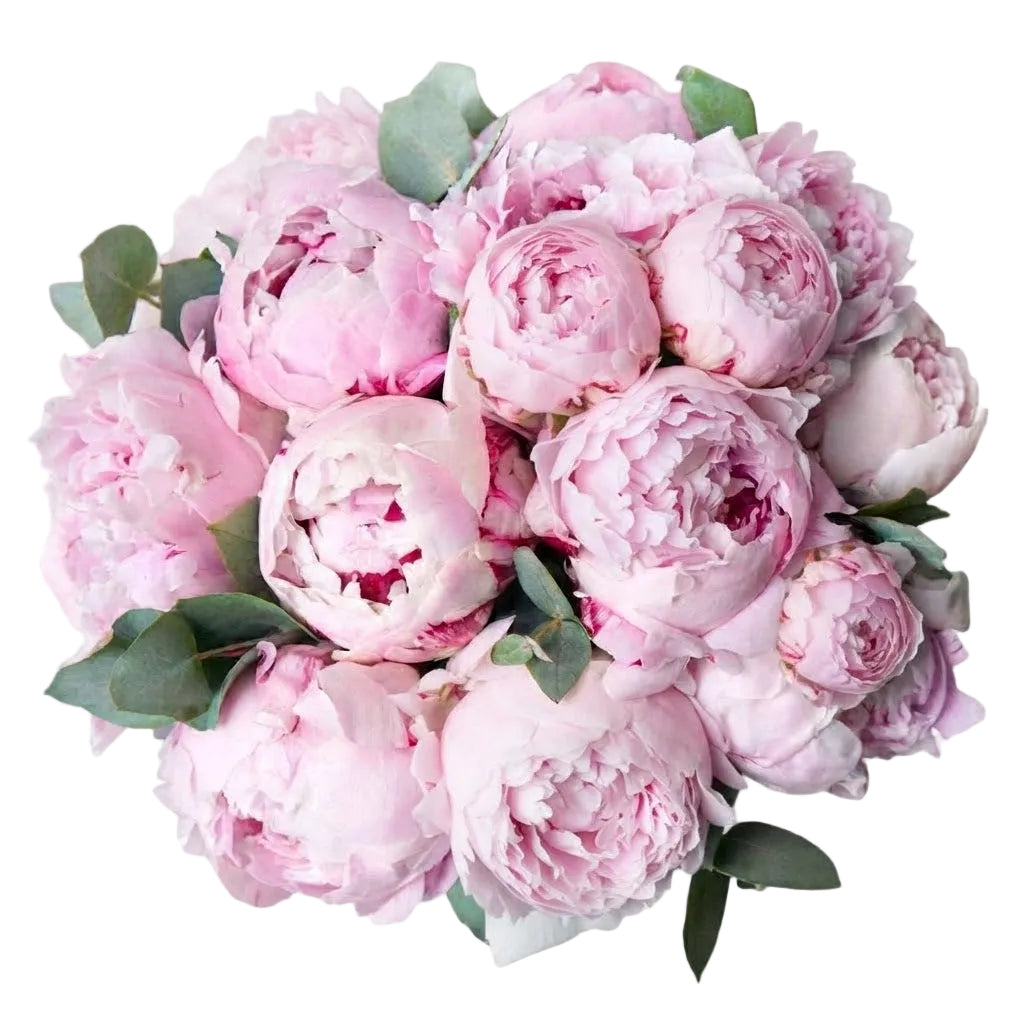 Luxury Peonies Bouquet with Eucalyptus