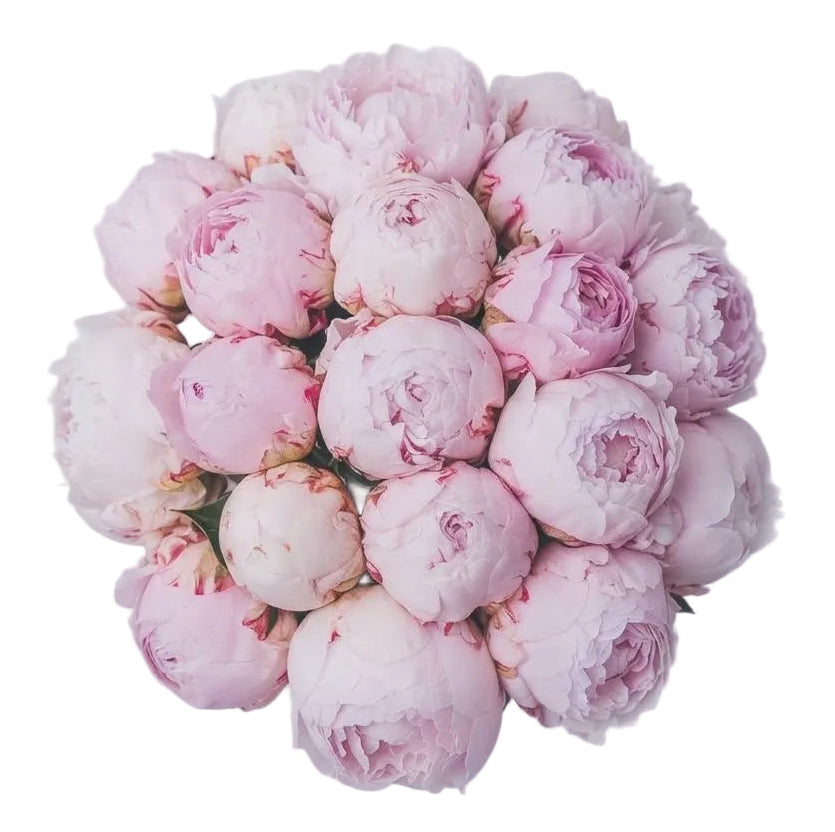 Luxury Pink Peonies Bouquet