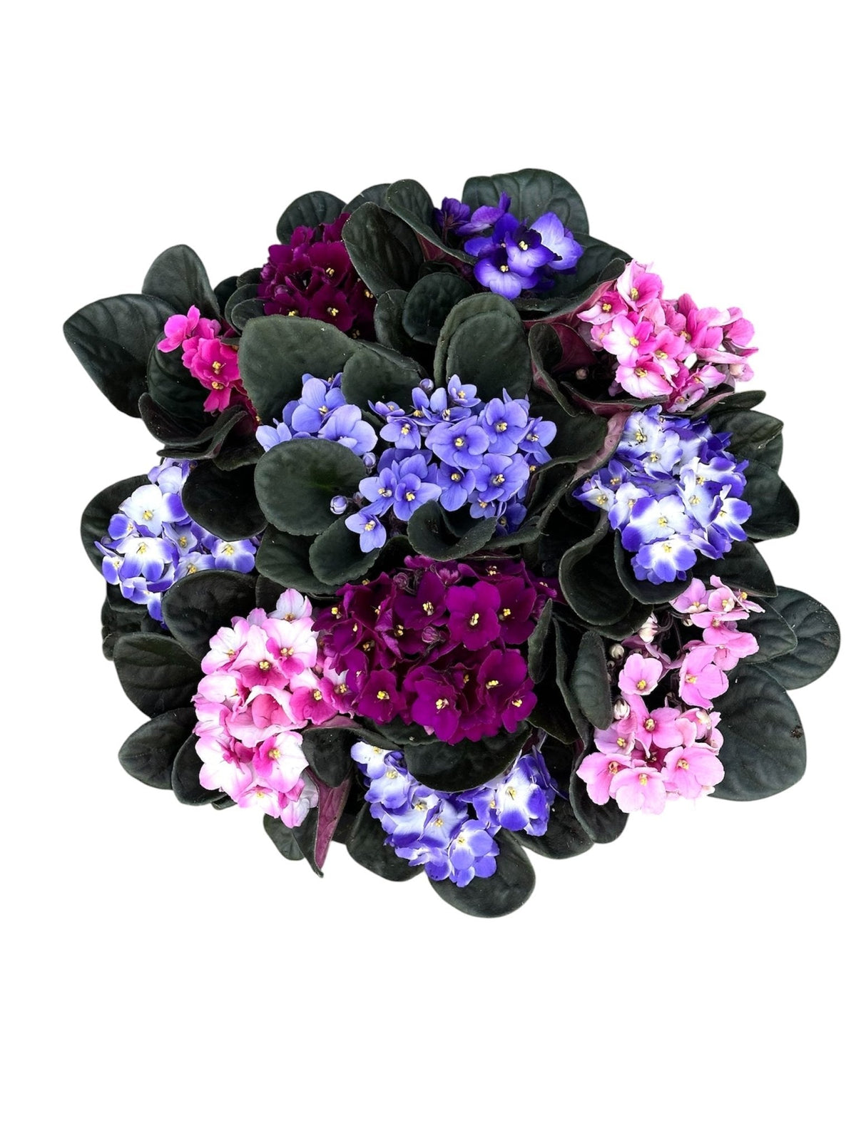 African Violet Plant in Ceramic Pot – Saintpaulia - Fresh Bouquet Co.