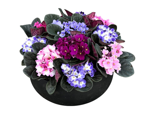 African Violet Plant in Ceramic Pot – Saintpaulia - Fresh Bouquet Co.