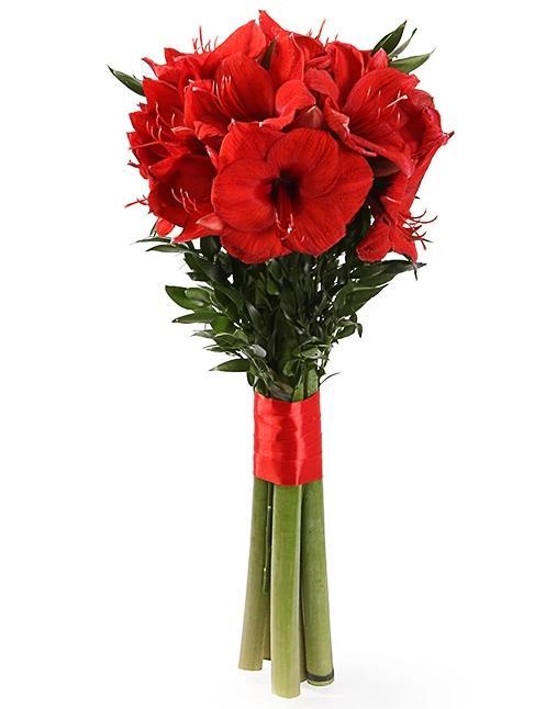 Amaryllis with Foliage - Fresh Bouquet Co.