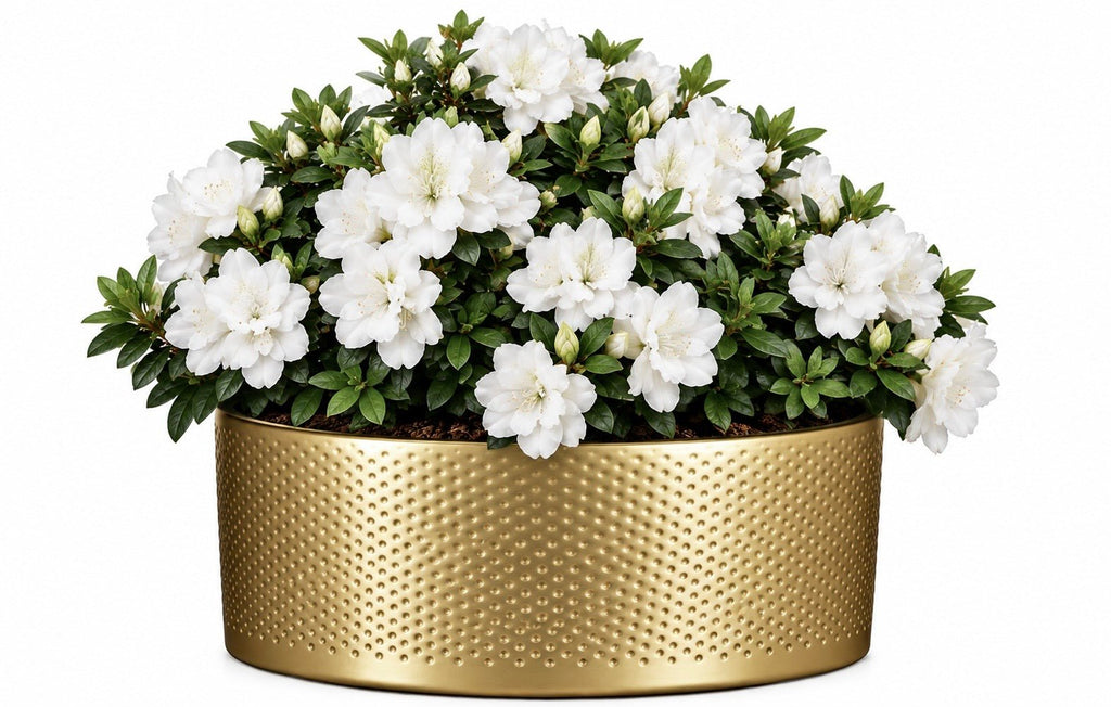 Azalea Plant in Bowl - Fresh Bouquet Co.
