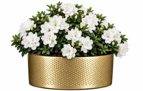 Azalea Plant in Bowl - Fresh Bouquet Co.