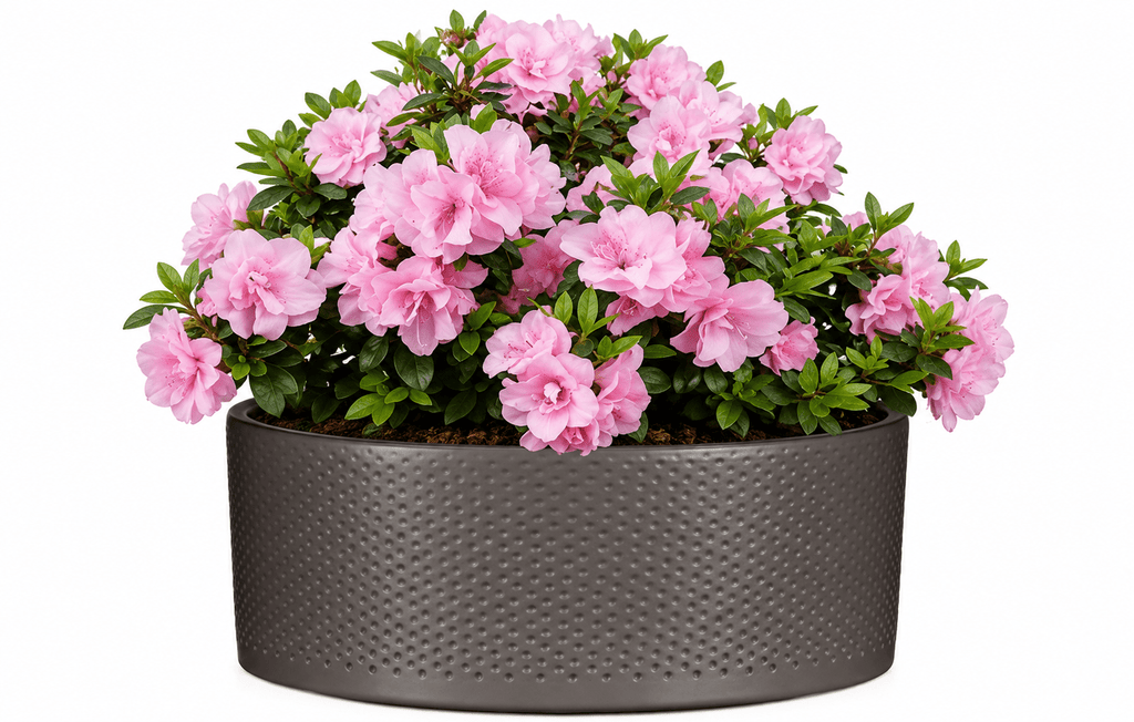 Azalea Plant in Bowl - Fresh Bouquet Co.