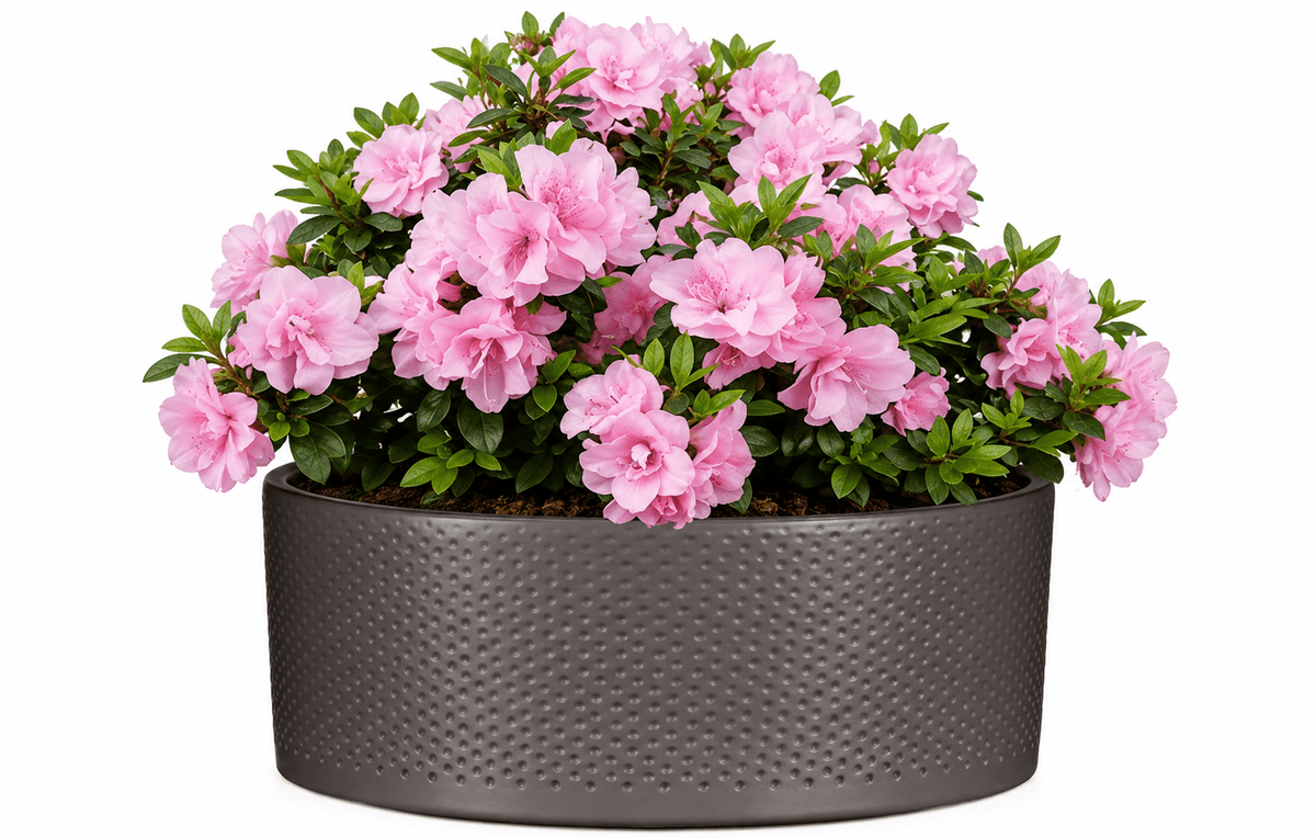 Azalea Plant in Bowl - Fresh Bouquet Co.