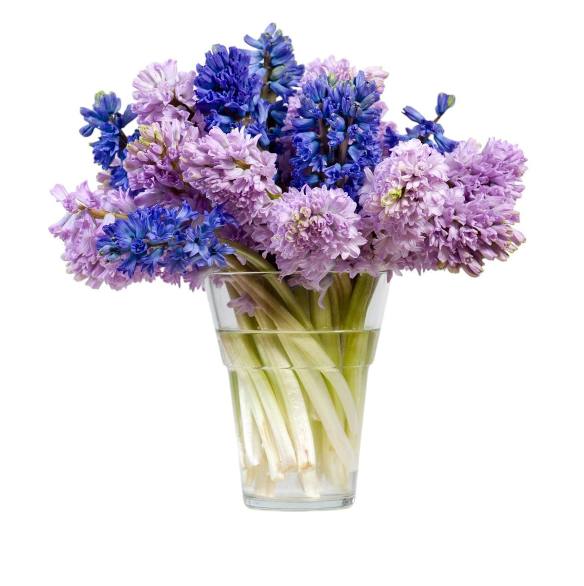 Blue and Light Purple Hyacinth Bouquet in Vase - Fresh Bouquet Co.