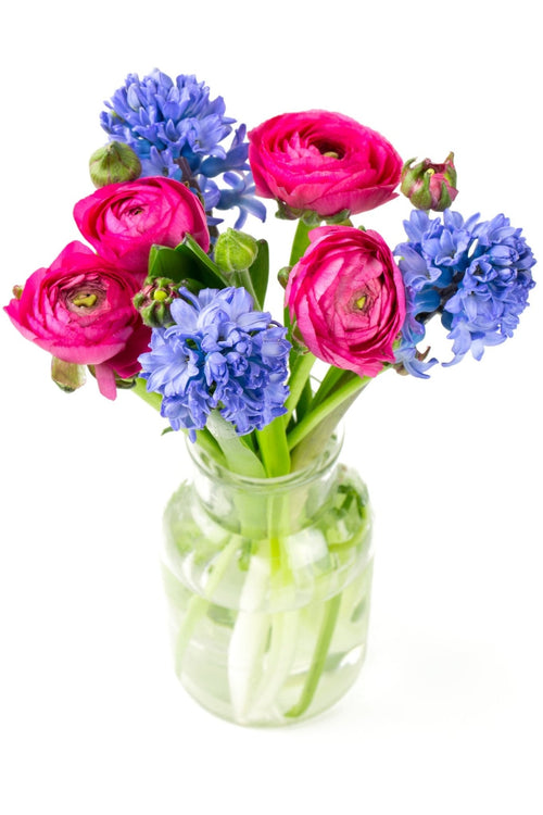 Blue Hyacinth & Cerise Ranunculus Bouquet in Vase - Fresh Bouquet Co.