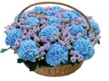 Blue Hydrangea & Lavender Spray Roses in Basket - Fresh Bouquet Co.