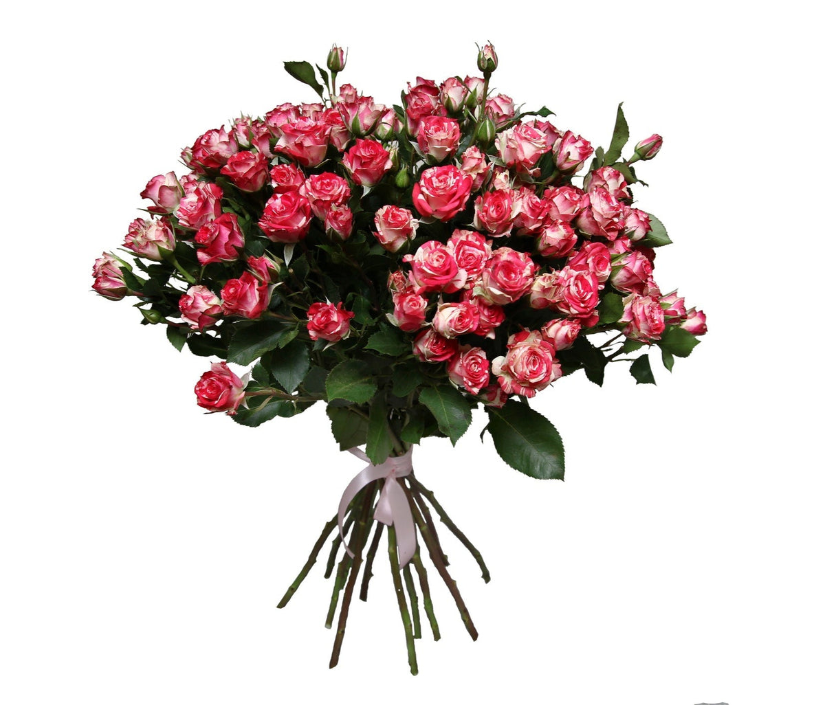 Blush Red Spray Roses Bouquet - Fresh Bouquet Co.