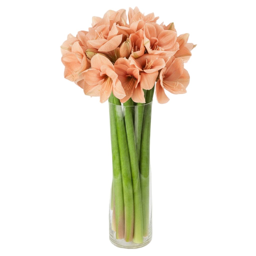 Classic Amaryllis Flowers - Fresh Bouquet Co.