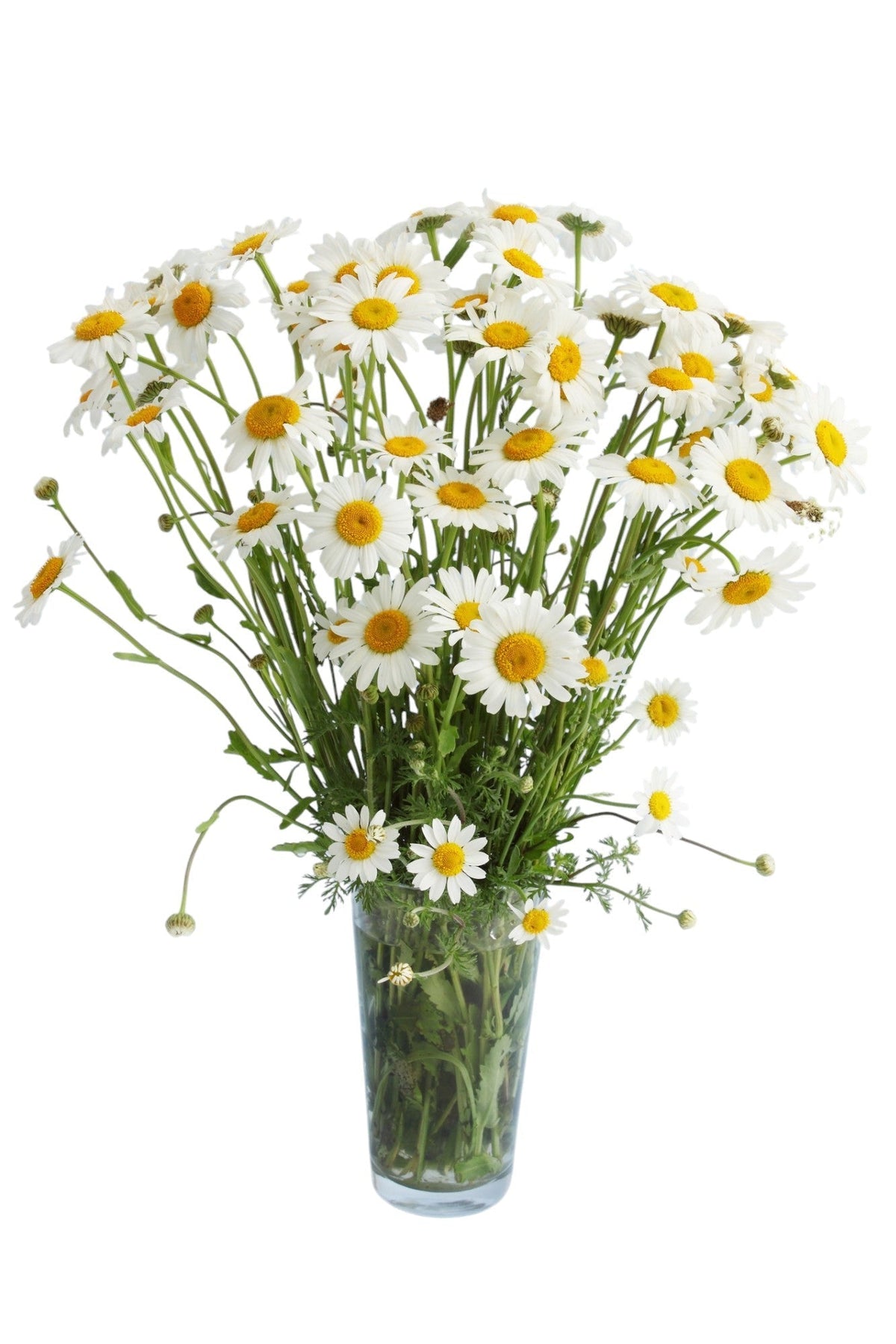 Classic Daisy Bouquet in Vase - Fresh Bouquet Co.