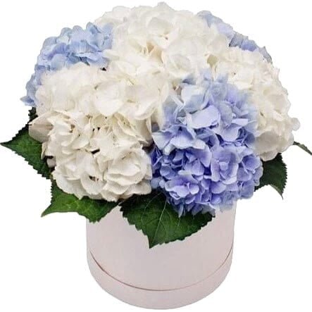 Classic Hydrangea Box - Fresh Bouquet Co.