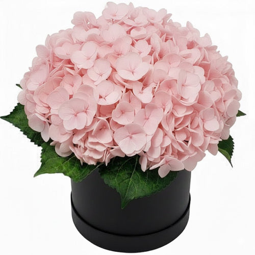 Classic Hydrangea Box - Fresh Bouquet Co.