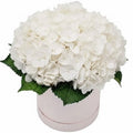 Classic Hydrangea Box - Fresh Bouquet Co.