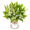 Classic Lily of the Valley with Leaves in Vase - Fresh Bouquet Co.