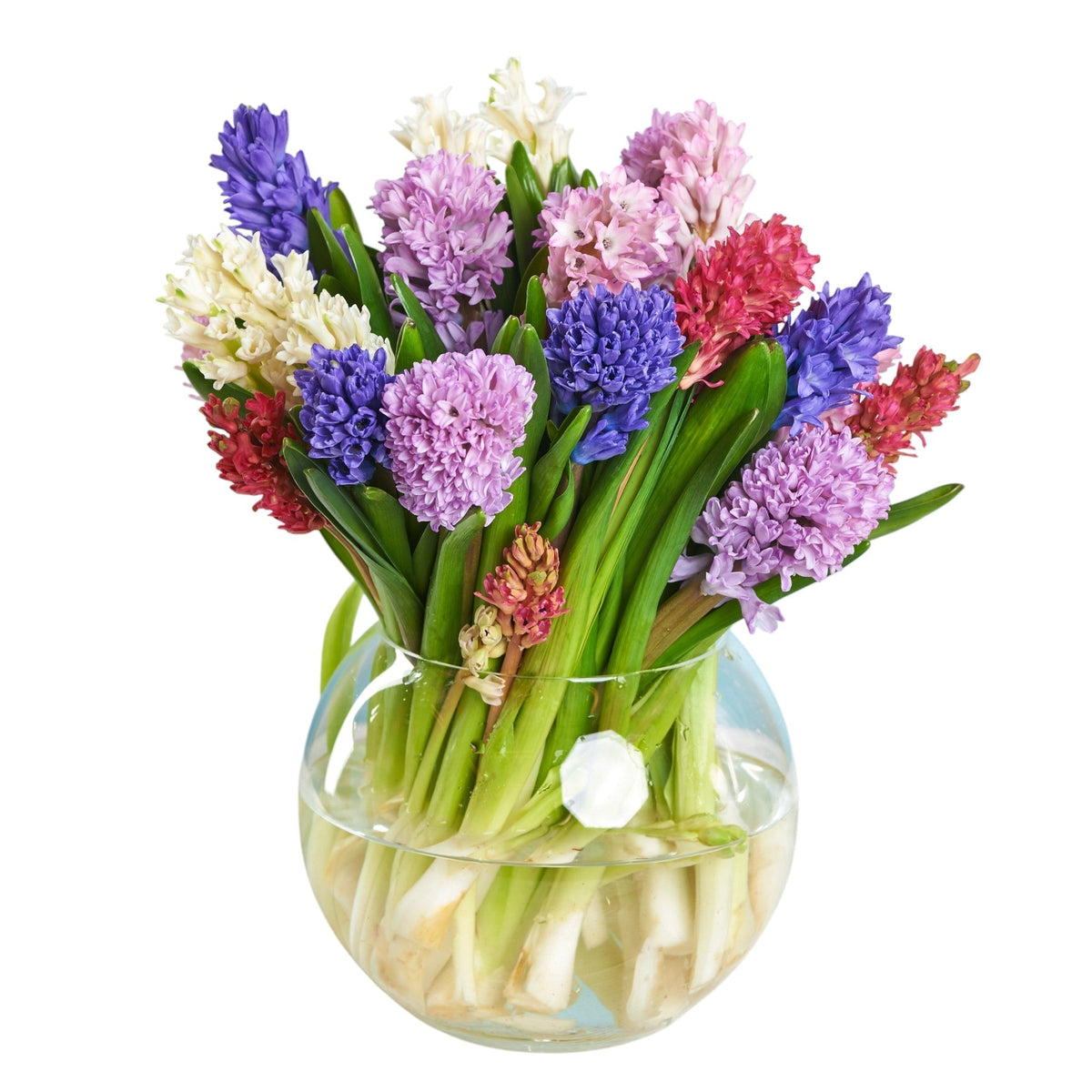 Colourful Hyacinth Bouquet in Fishbowl Vase - Fresh Bouquet Co.