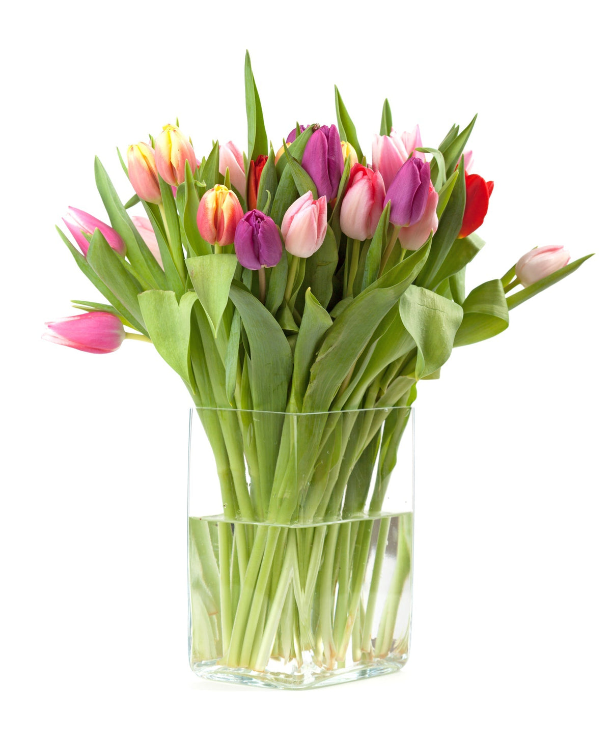 Colourful Tulips Bouquet in Vase - Fresh Bouquet Co.