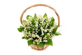 Convallaria Majalis in Basket - Fresh Bouquet Co.
