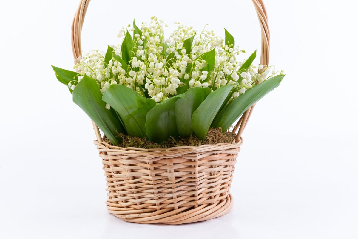 Convallaria Majalis in Basket - Fresh Bouquet Co.