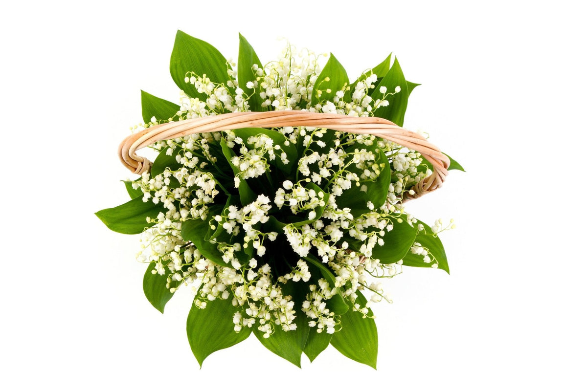 Convallaria Majalis in Basket - Fresh Bouquet Co.
