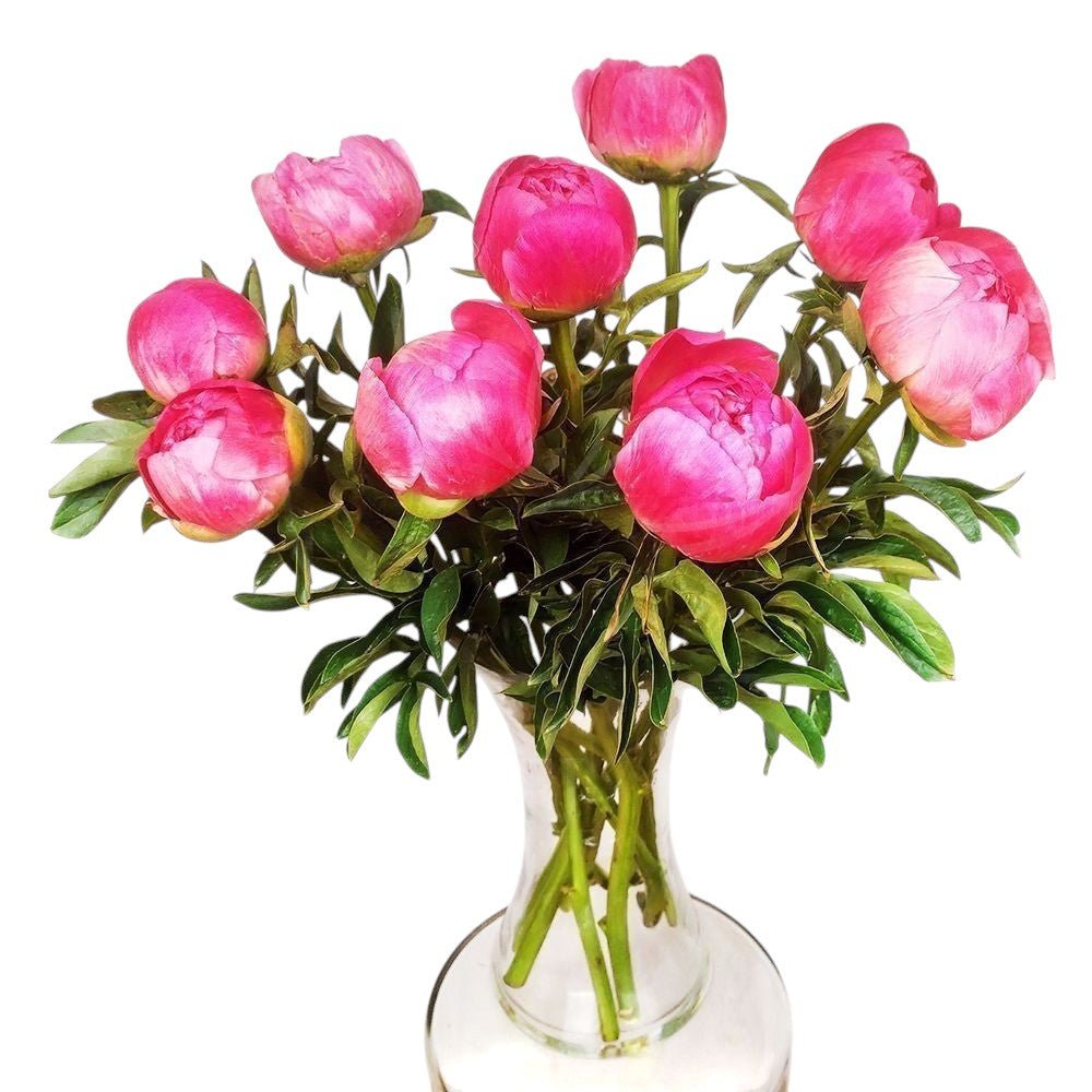 Coral Peonies Bouquet in Vase - Fresh Bouquet Co.