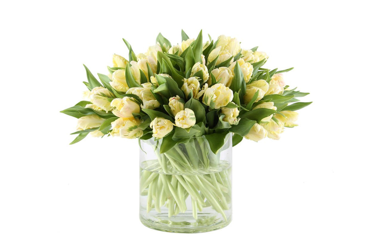 Cream Double Tulips Bouquet in Vase - Fresh Bouquet Co.