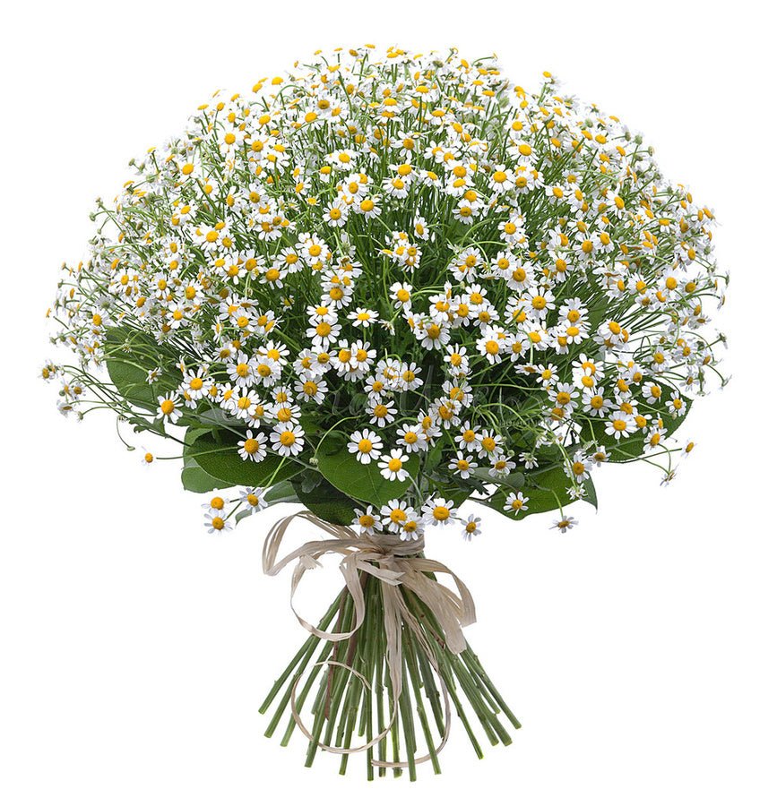 Daisy Camille Flowers Bouquet - Fresh Bouquet Co.