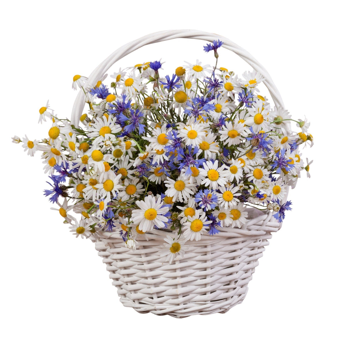 Daisy & Cornflowers Basket - Fresh Bouquet Co.