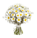 Daisy & Limonium Bouquet - Fresh Bouquet Co.