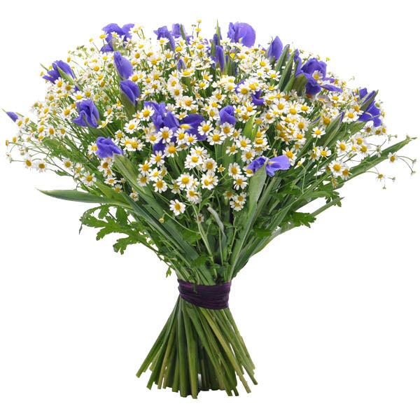 Daisy Tanacetum & Iris Bouquet - Fresh Bouquet Co.