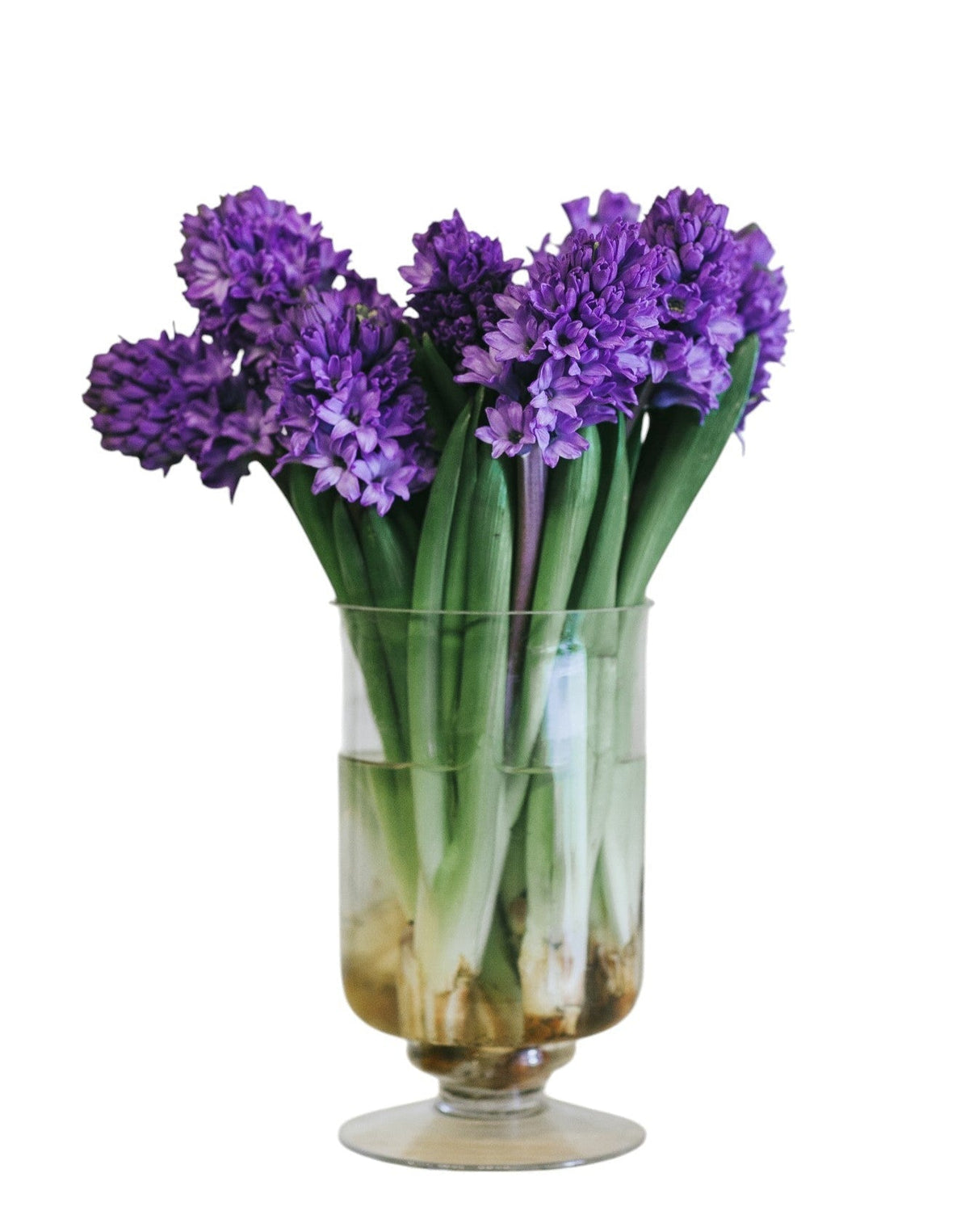 Dark Purple Hyacinth Bouquet in Vase - Fresh Bouquet Co.
