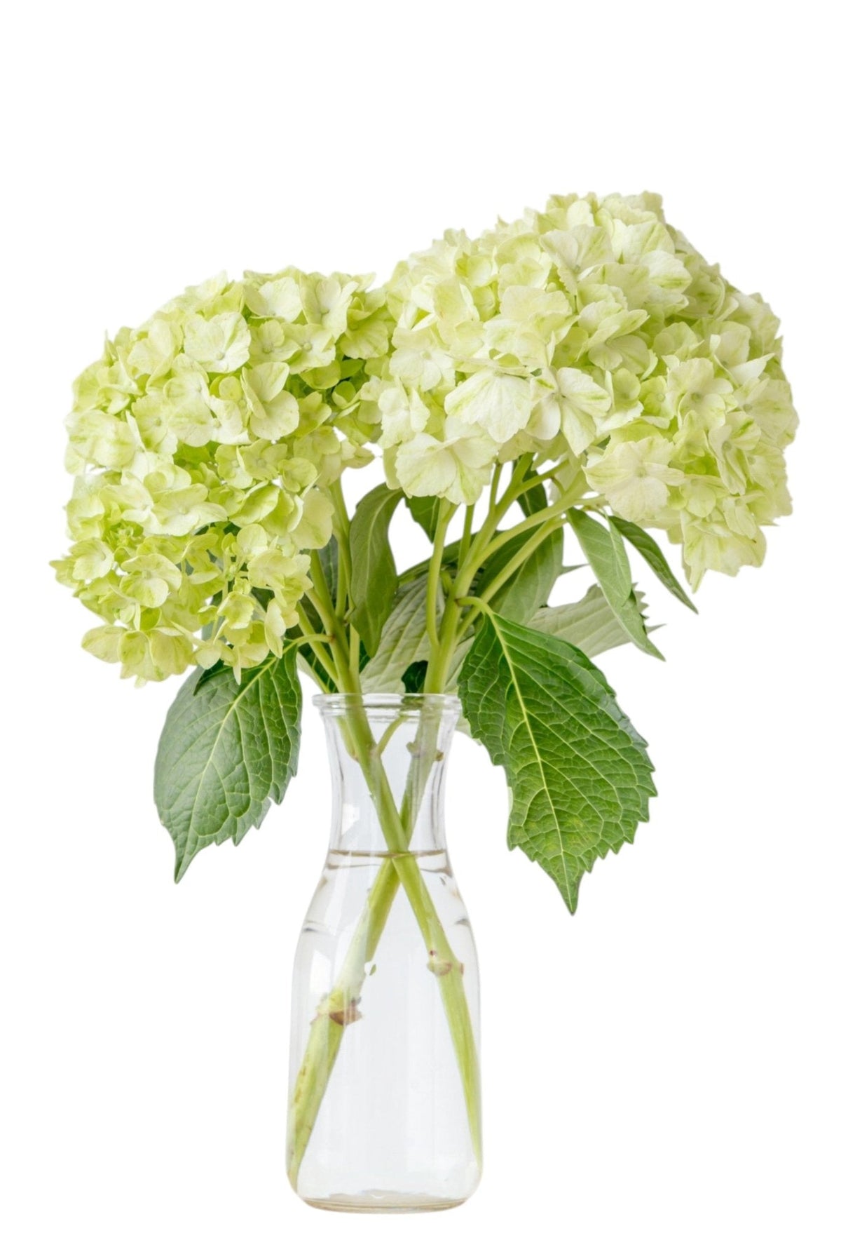 Green Hydrangea Bouquet in Vase - Fresh Bouquet Co.