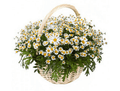 Kamille & Daisy Flower Basket - Fresh Bouquet Co.