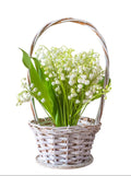 Lily Of The Valley in Basket - Fresh Bouquet Co.