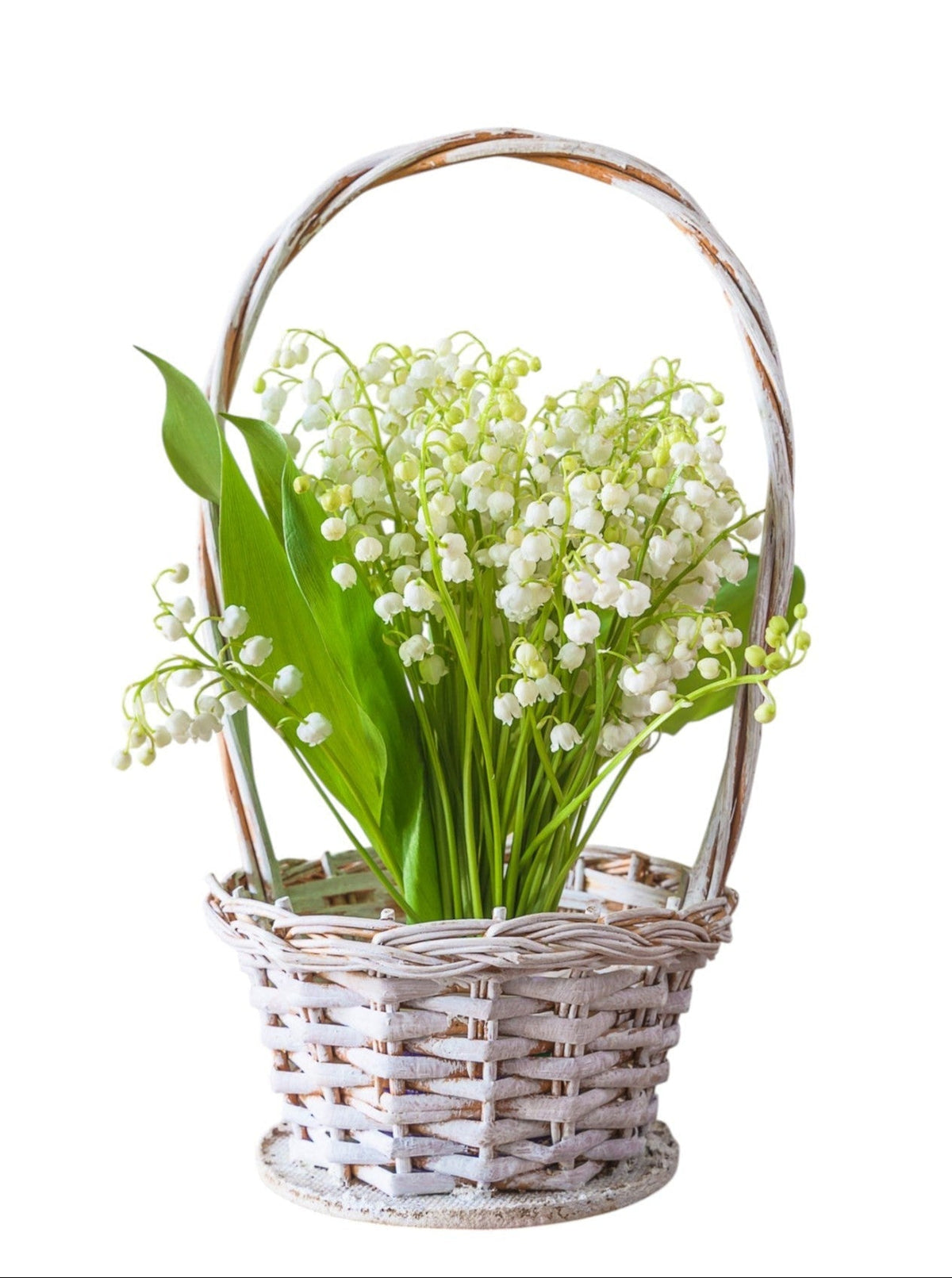Lily Of The Valley in Basket - Fresh Bouquet Co.