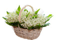 Lily Of The Valley in Oval Basket - Fresh Bouquet Co.