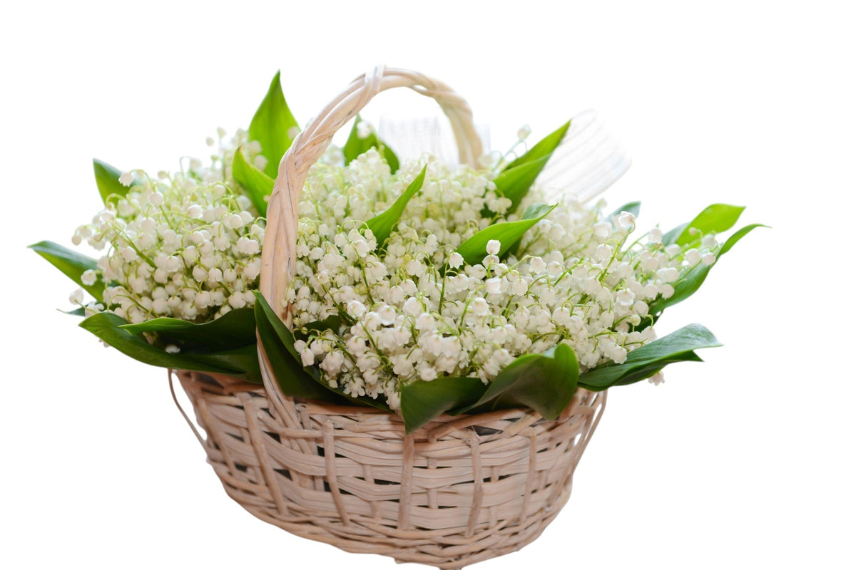 Lily Of The Valley in Oval Basket - Fresh Bouquet Co.