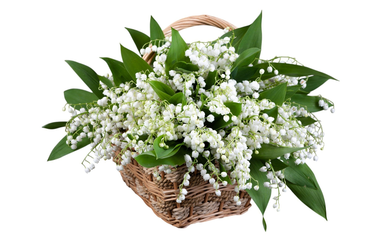 Lily Of The Valley in Square Basket - Fresh Bouquet Co.