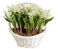 Lily Of The Valley with Roots & Greenery in Basket - Fresh Bouquet Co.