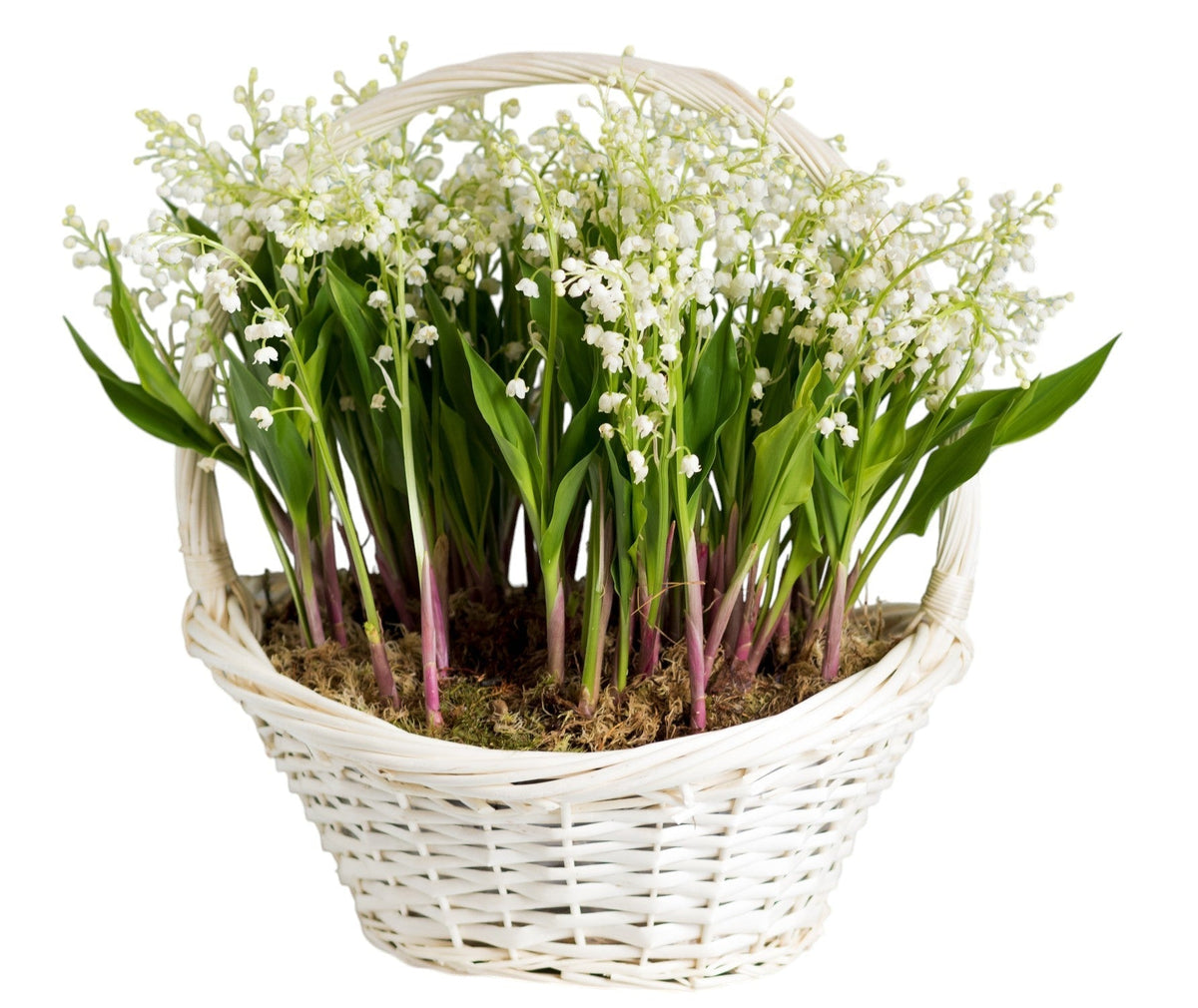 Lily Of The Valley with Roots & Greenery in Basket - Fresh Bouquet Co.