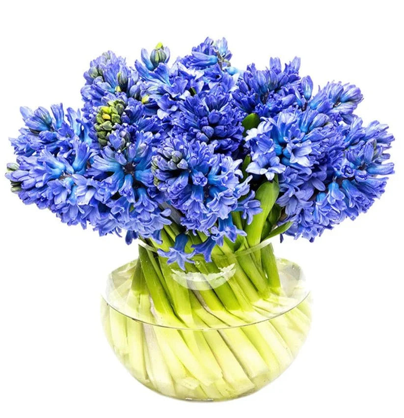 Ocean Blue Hyacinth Bouquet in Fishbowl Vase - Fresh Bouquet Co.