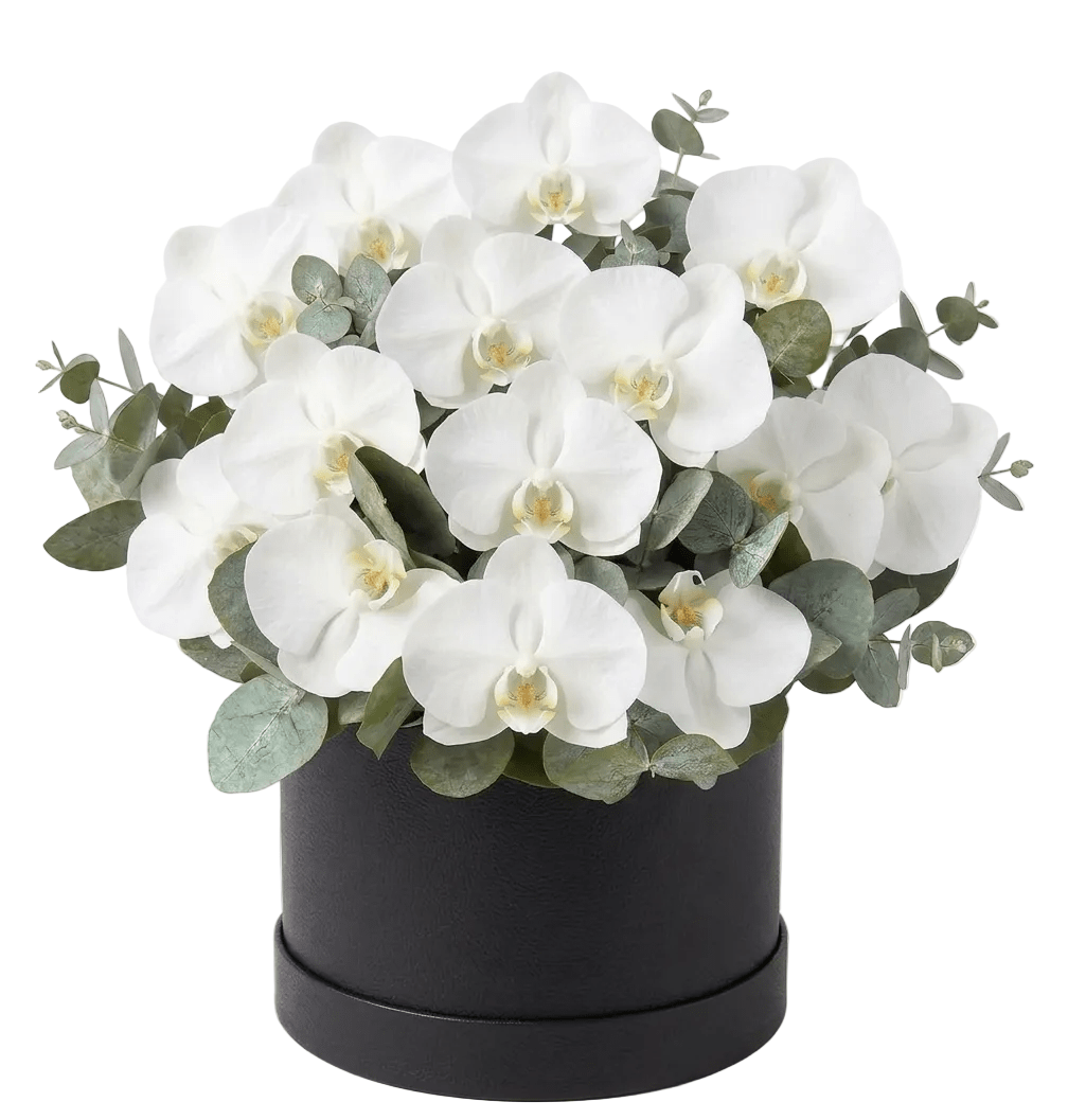 Phalaenopsis Orchids with Eucalyptus Flower Box - Fresh Bouquet Co.