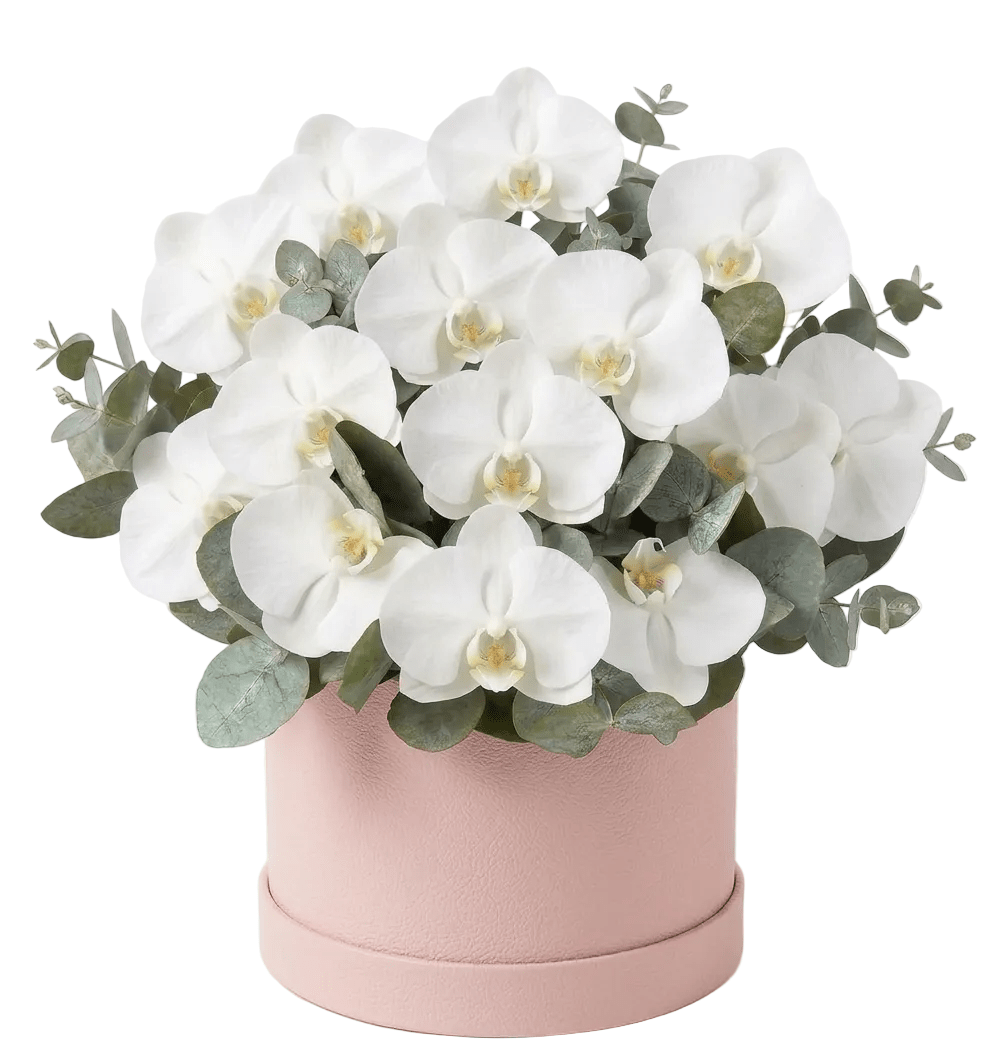 Phalaenopsis Orchids with Eucalyptus Flower Box - Fresh Bouquet Co.