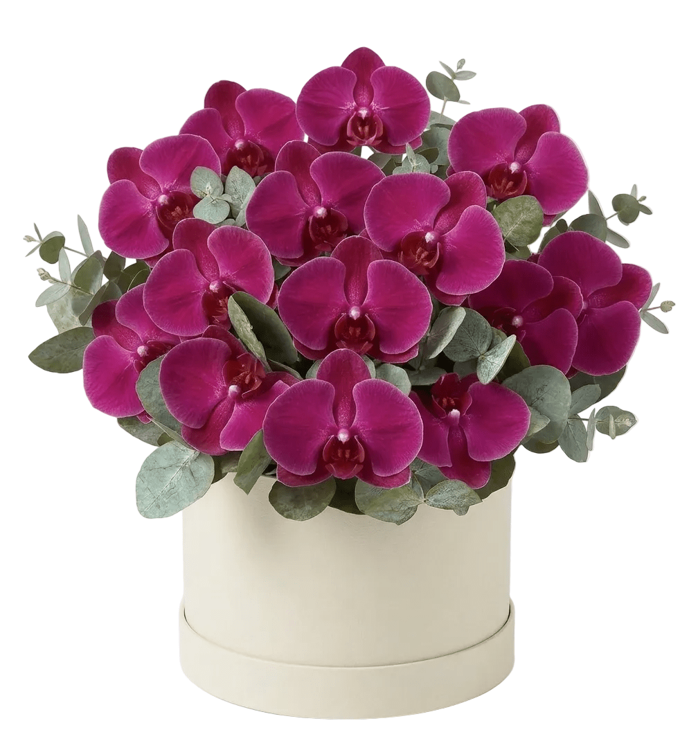 Phalaenopsis Orchids with Eucalyptus Flower Box - Fresh Bouquet Co.