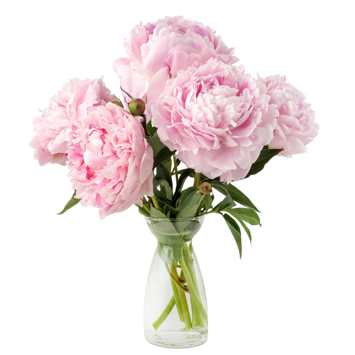 Pink Peonies Bouquet in Vase - Fresh Bouquet Co.