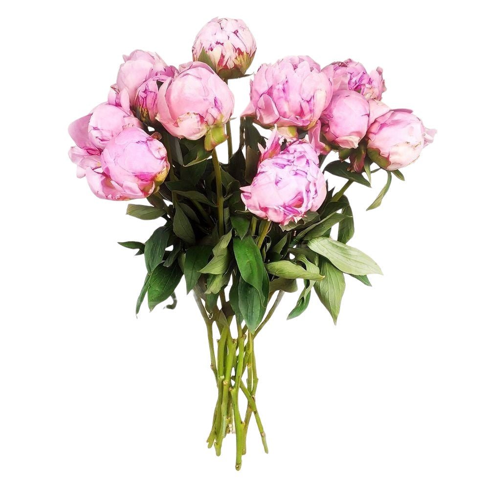 Pink Peonies Bouquet in Vase - Fresh Bouquet Co.