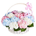 Rainbow Hydrangea Basket - Fresh Bouquet Co.