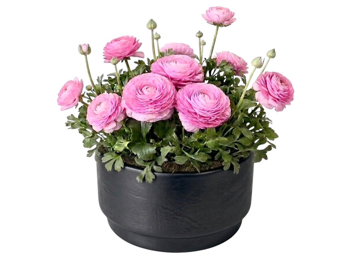 Ranunculus Plant in Ceramic Pot - Fresh Bouquet Co.